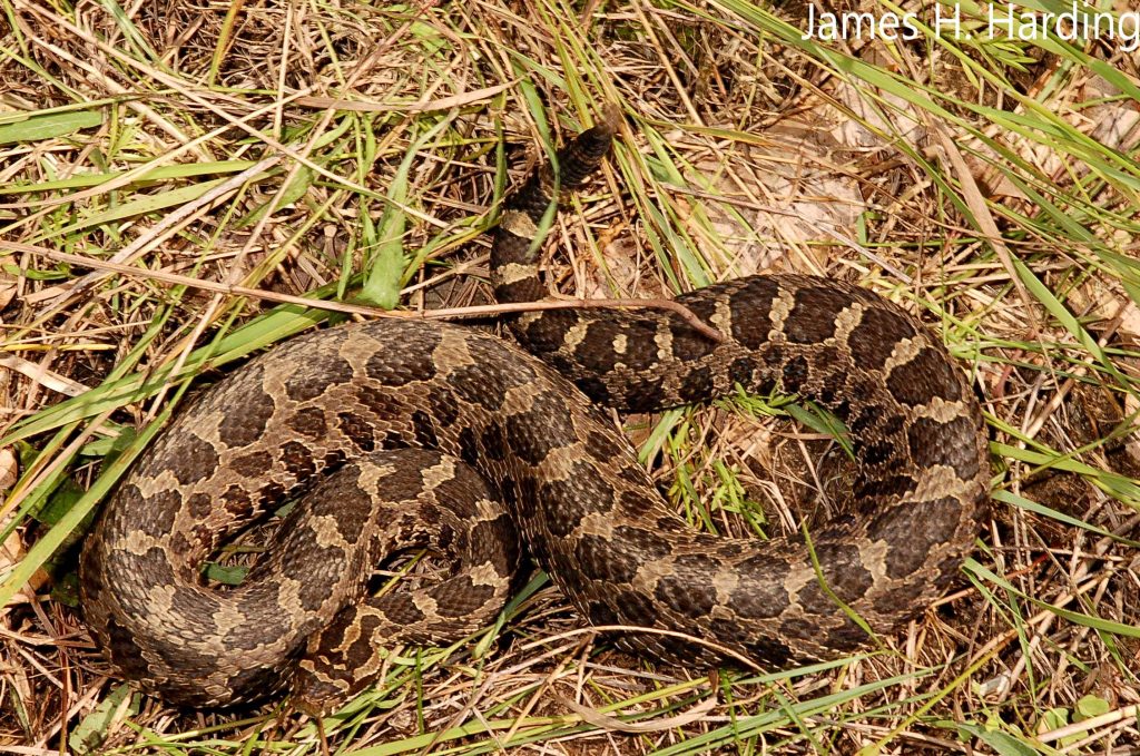 Eastern Massasauga Rattlesnake