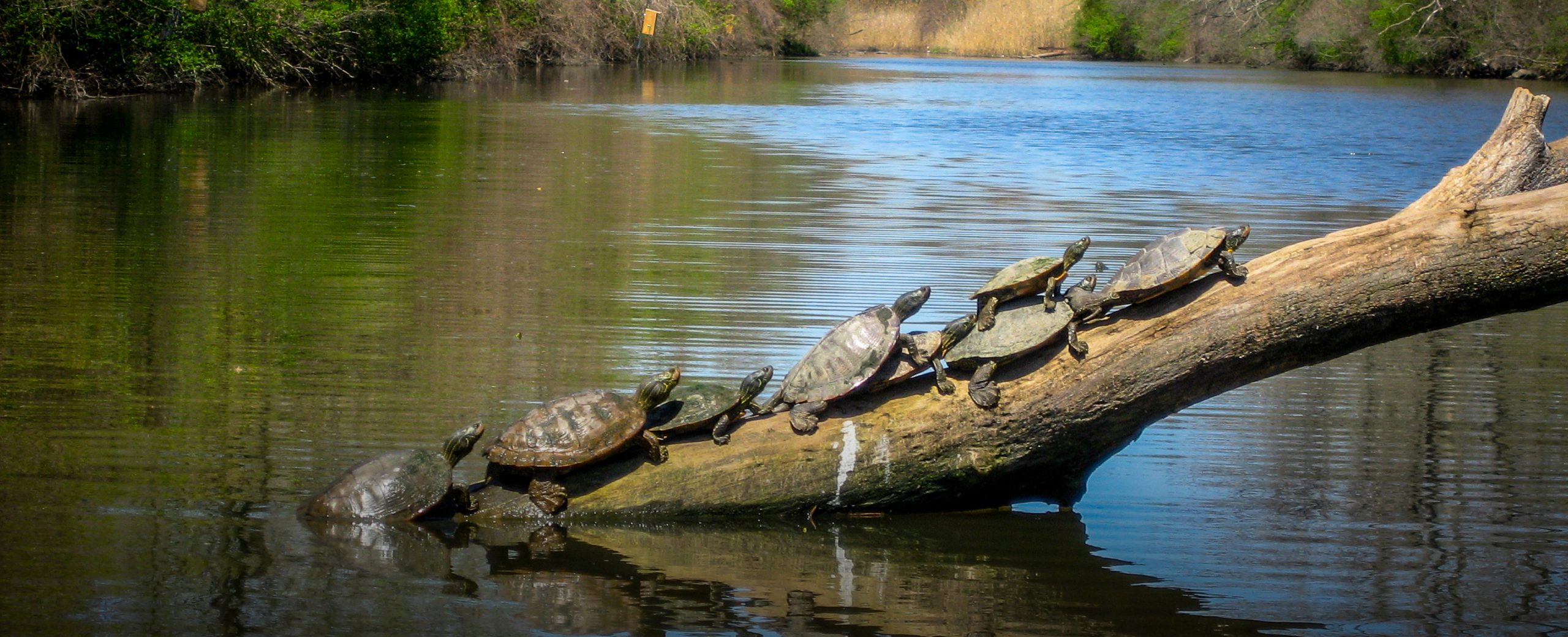 Turtles Basking