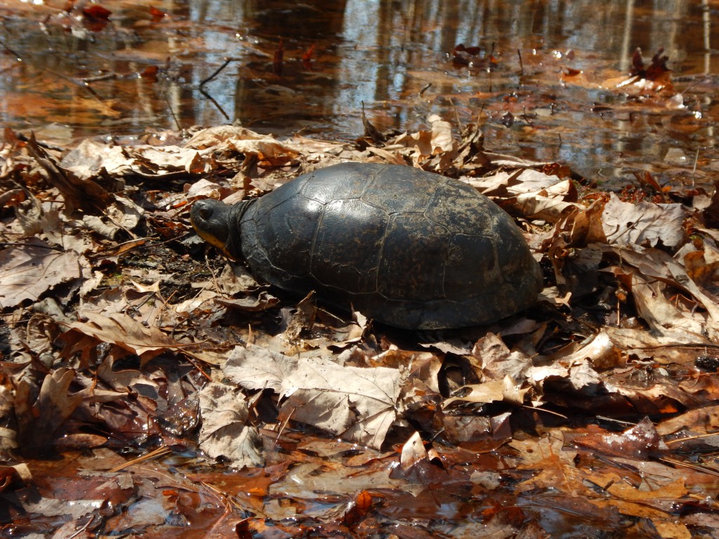 Blandings Turtle