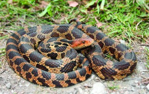 Eastern Fox Snake