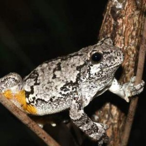 Cope’s and Eastern Gray Treefrogs