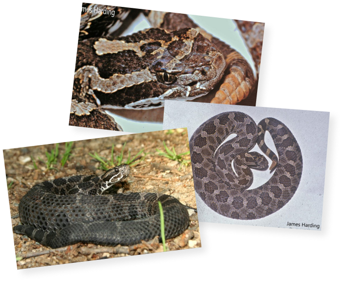 The Eastern Massasauga Rattlesnake