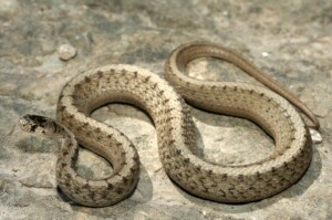 Brown Snake