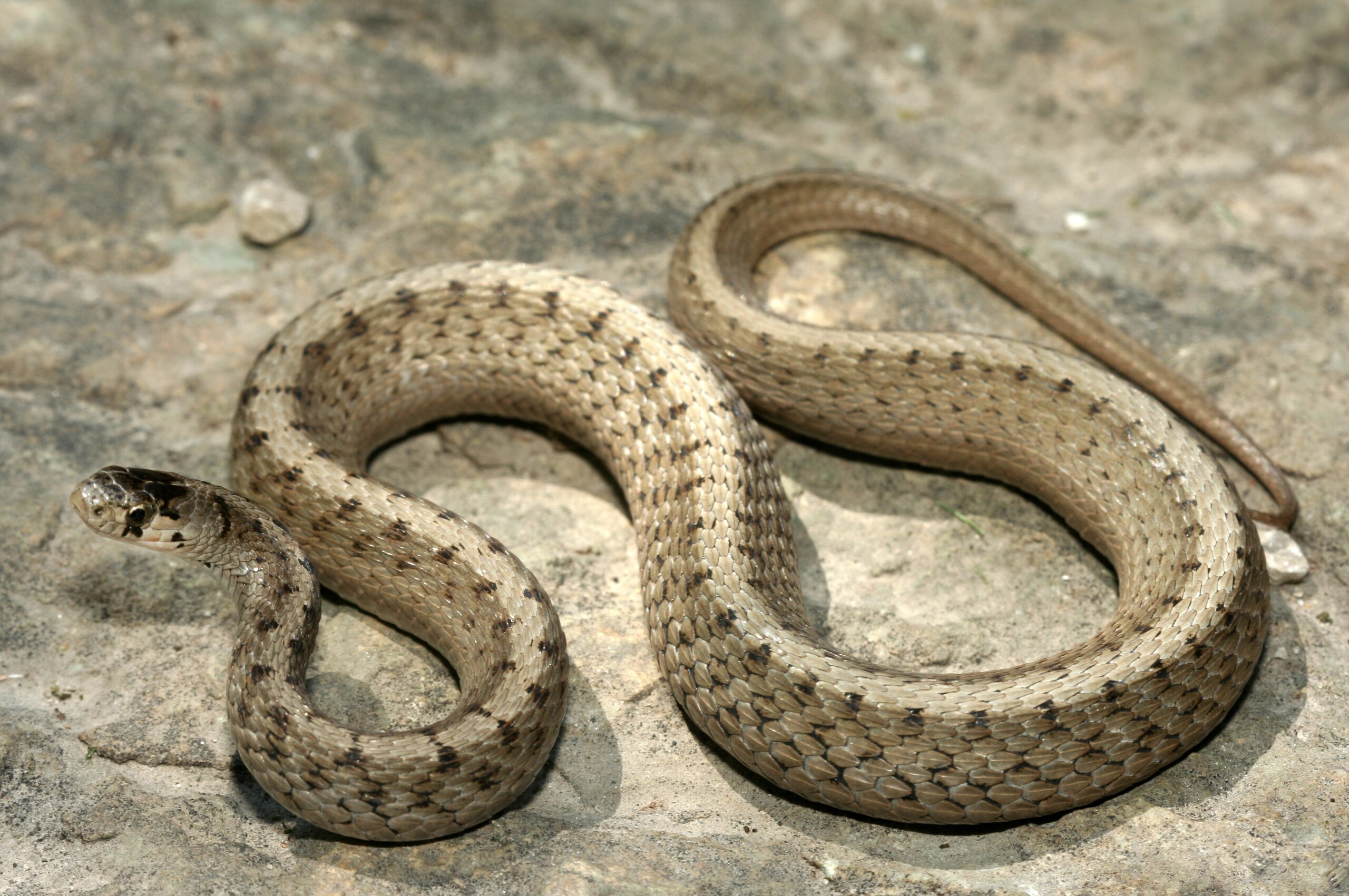 brown baby snake identification