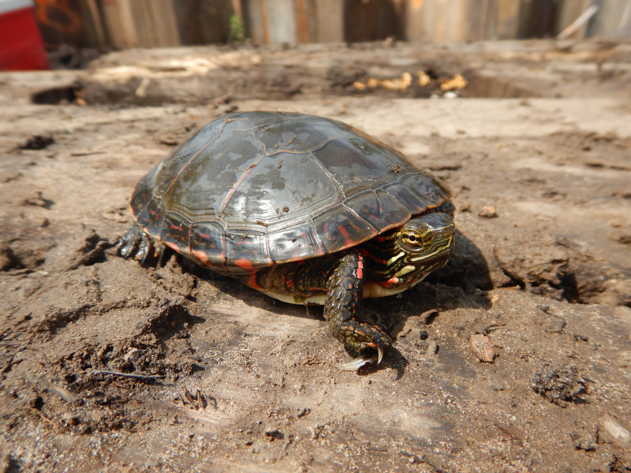 Painted Turtle - HRM