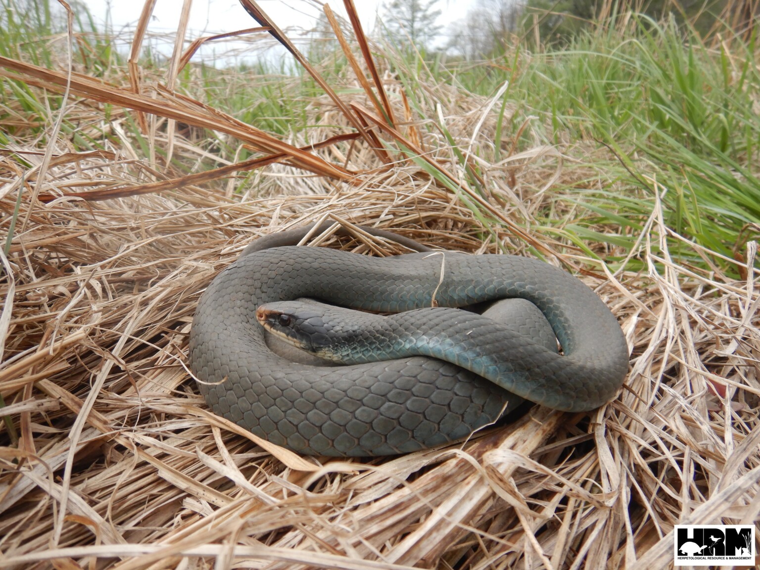 Blue Racer - HRM