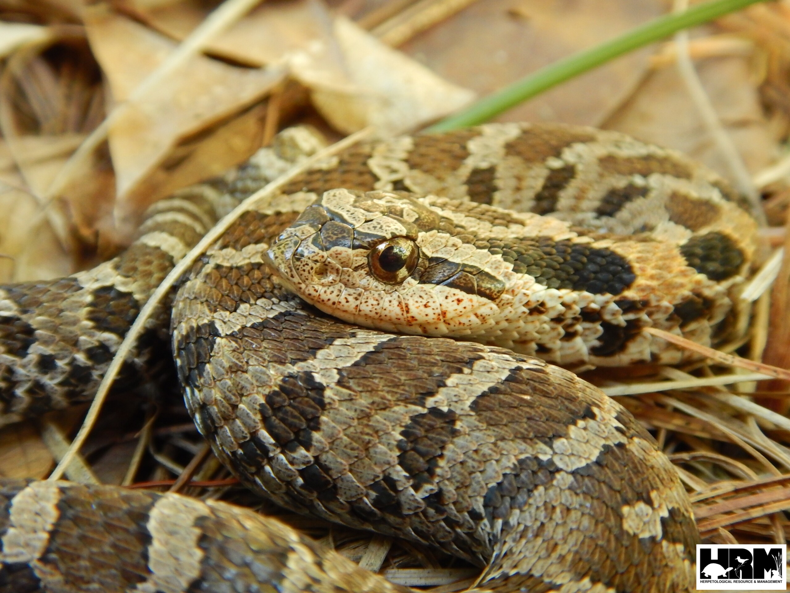 Merrythought Cheeky干支Snake巳年Punkinhead Eastern Hog-nosed Snake - HRM