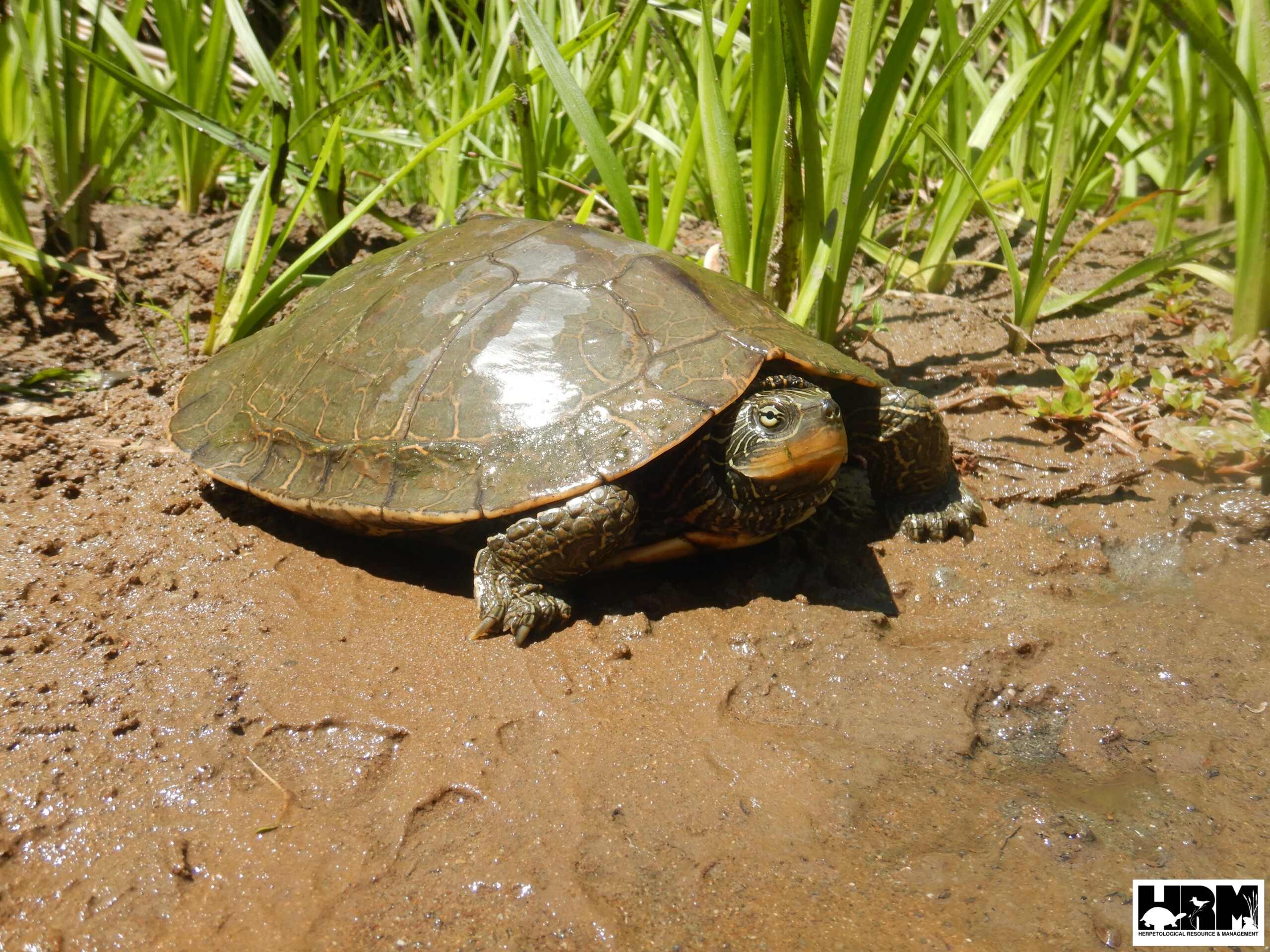 Northern Map Turtle - HRM