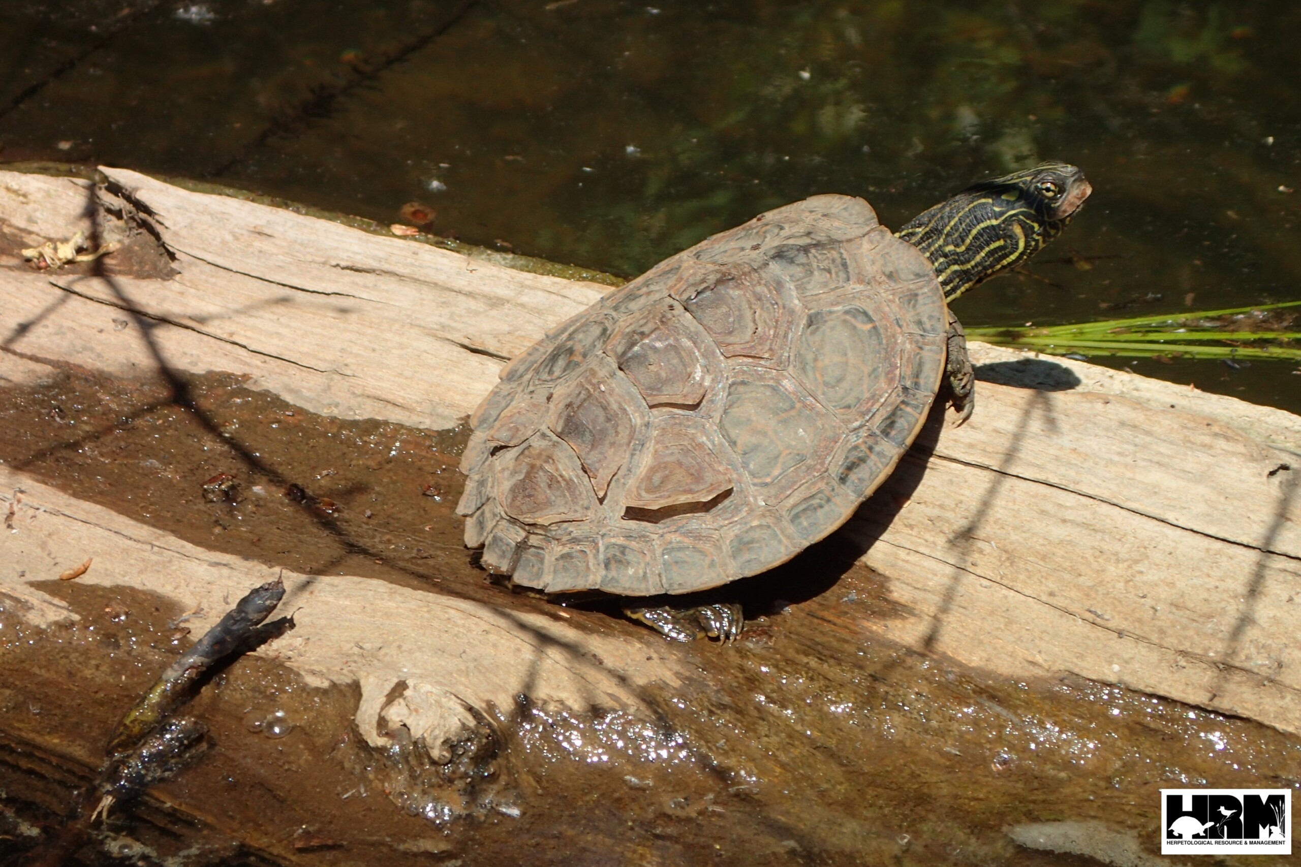 Northern Map Turtle - HRM