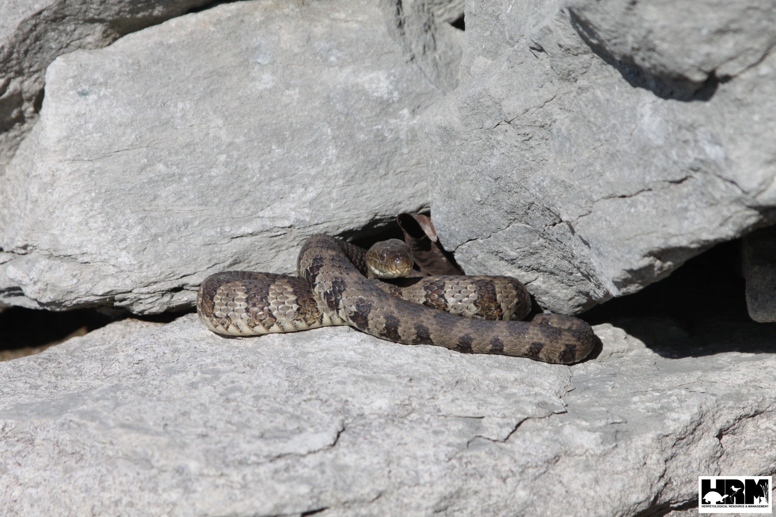 Northern Water Snake - HRM