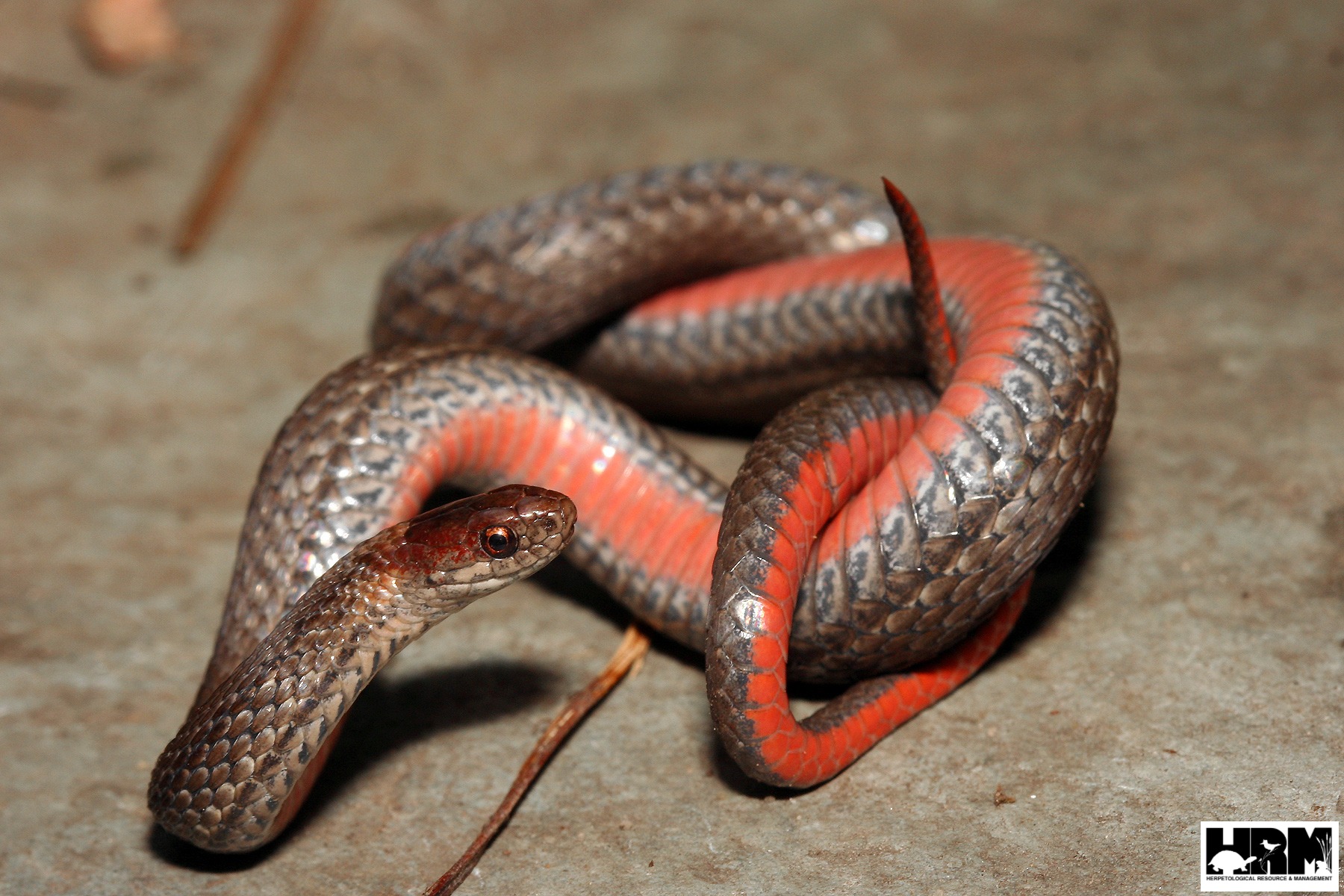 大*り様 Blackadder Red Snake 700ml 59.6% ブラ Northern Red-bellied Snake - HRM