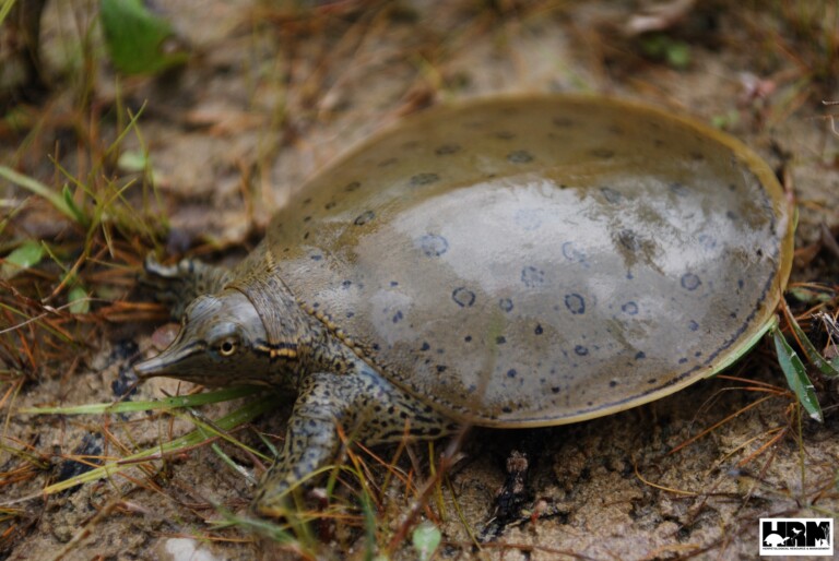 Softshell Eastern Eastern Spiny Softshell Turtle - HRM