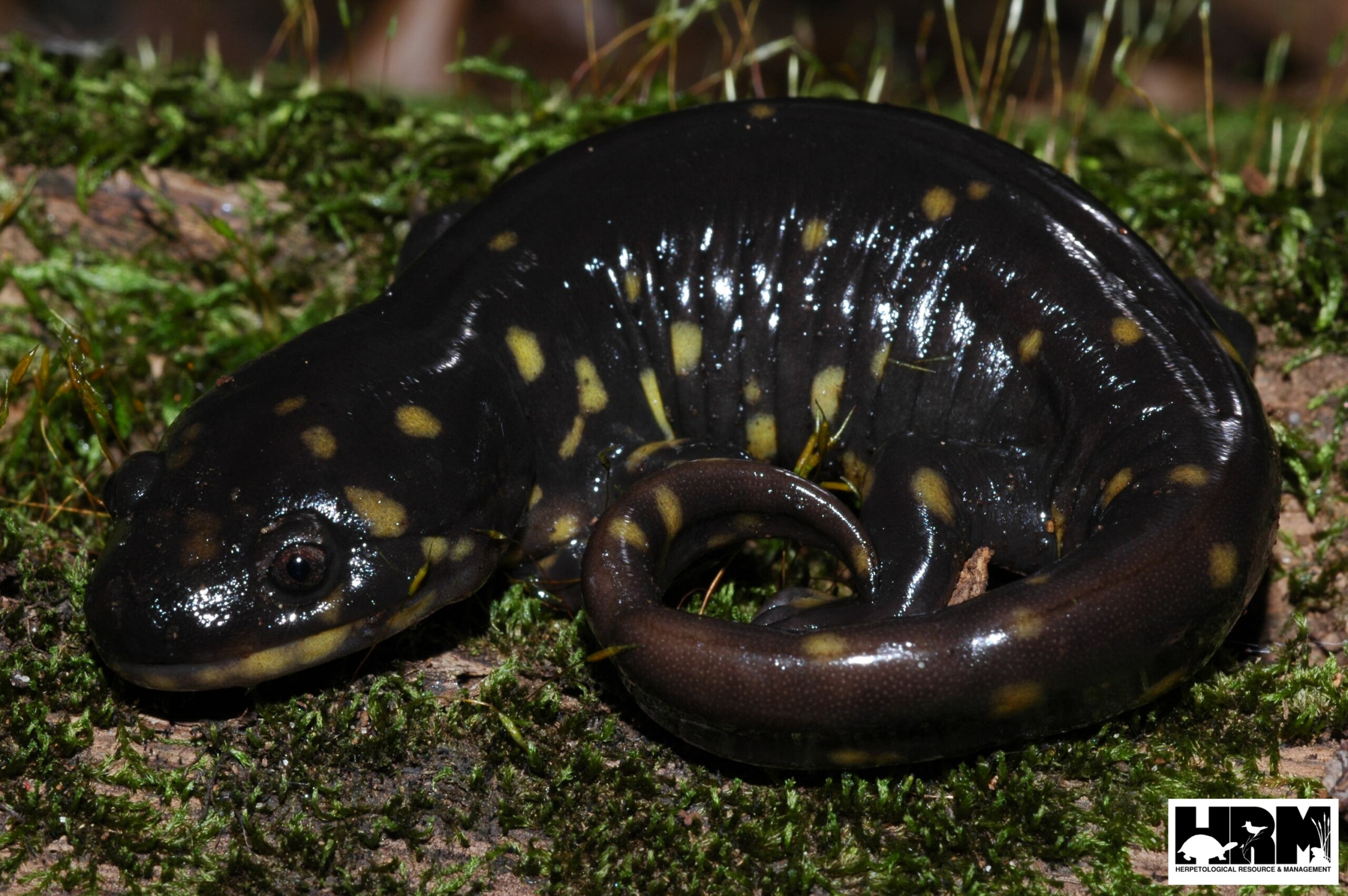 Eastern Tiger Salamander - HRM